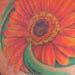 Tattoos - Gerber Daisy, Dahlia and Peony Floral Sleeve - 42421